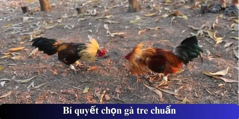 Bí quyết chọn gà tre chuẩn