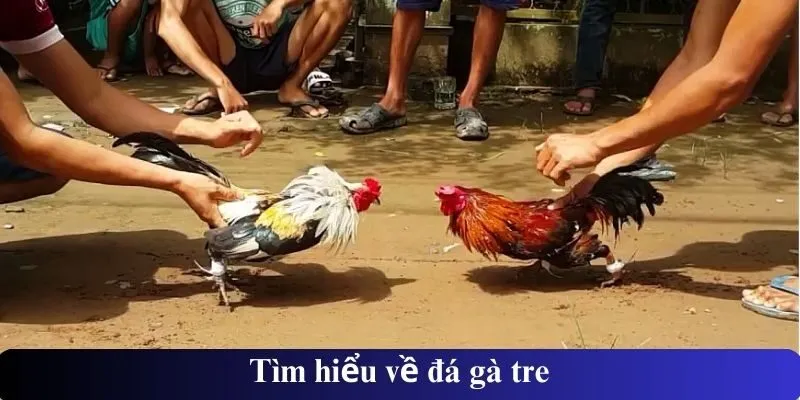 Tìm hiểu về đá gà tre