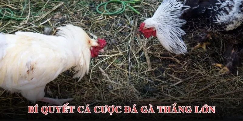 Bí quyết tham gia cá cược Ws168 tại Goal123 hiệu quả nhất